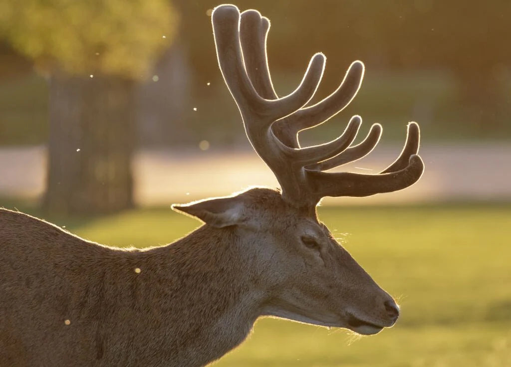 Instructions on taking Deer Antler Velvet Extract