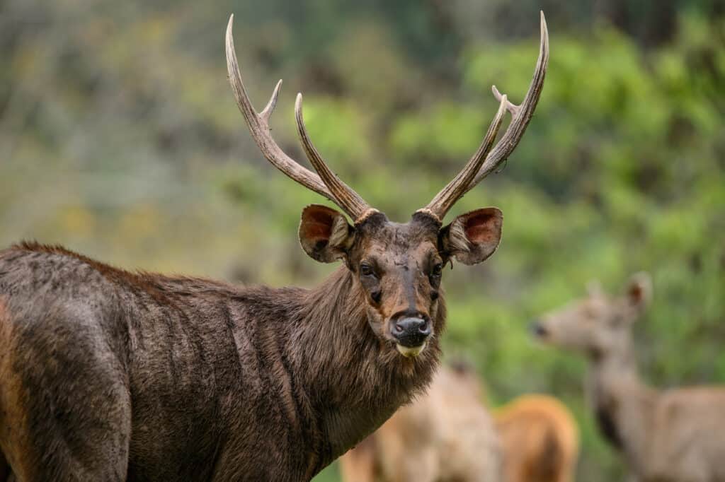 What is the best Deer Antler Velvet Extract?