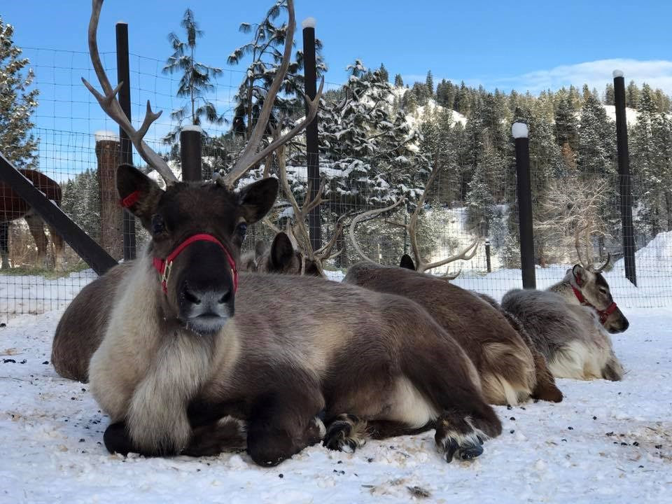 Reindeer Farms
