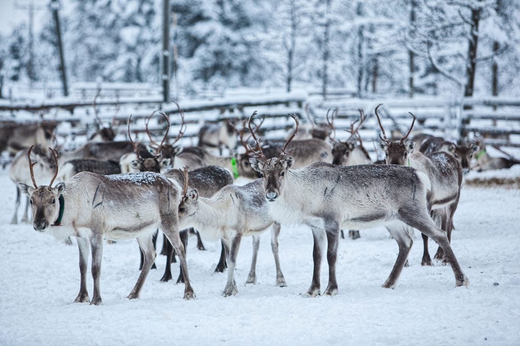 Reindeer Farms