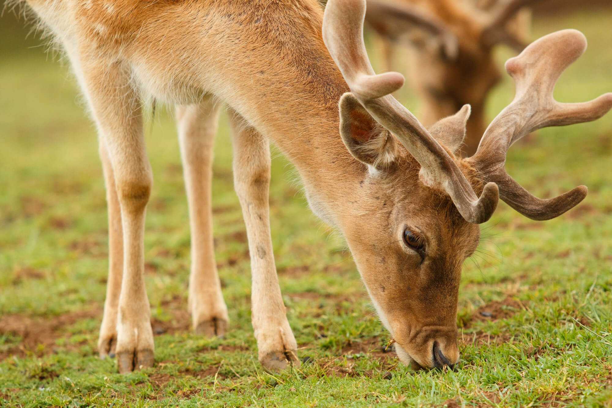 Deer Antler Velvet benefits - featured images