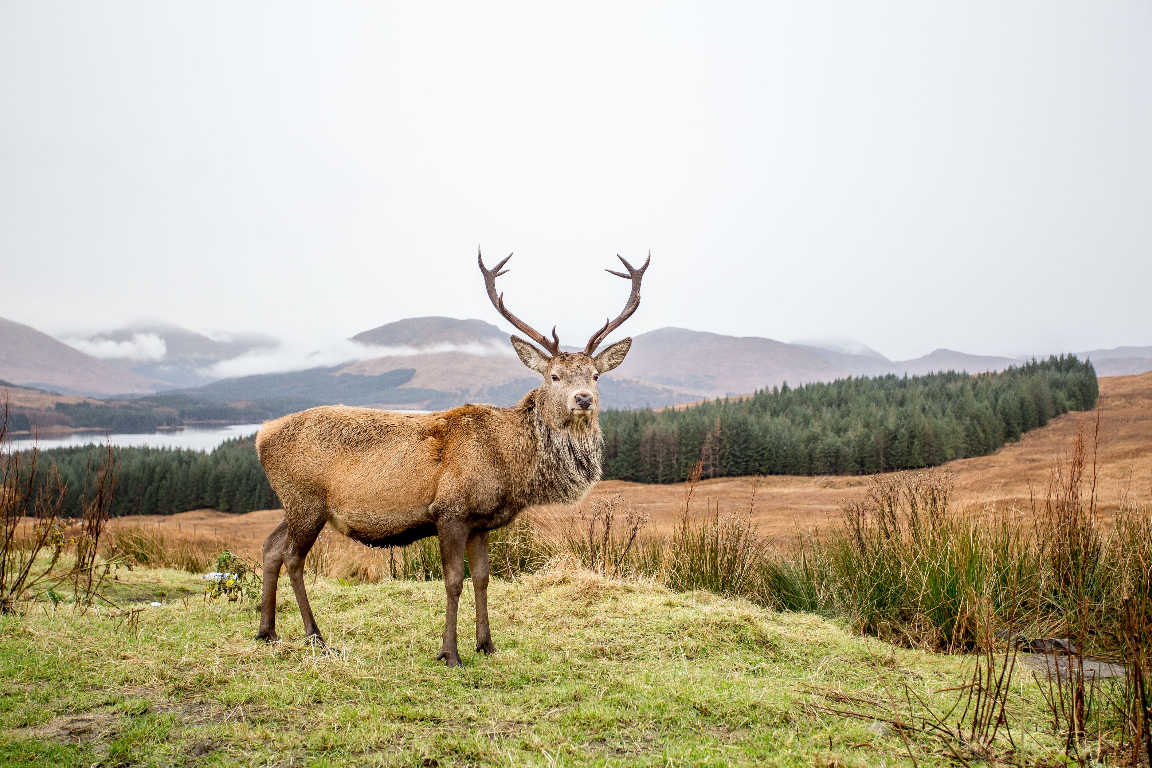 Our story reindeer farms